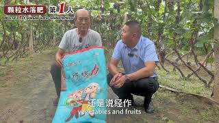 Use Cocoly granular watersoluble fertilizer easy fertilization on grape great harvest for farmers [upl. by Donetta312]