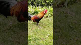 Rooster Pet chickenfarm ayam roostercollection rooster [upl. by Liponis440]