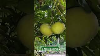 Citrus maxima Rutaceae [upl. by Novi]