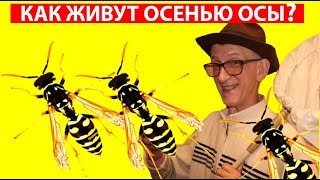 КТО ТАКИЕ ОСЫ ПОЛИСТЫ ПАРАВЕСПУЛА ВЕСПА ШЕРШНИ Vespidae Polistes Paravespula Vespa velutina WASP [upl. by Coveney]