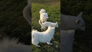 Energic Samoyed family  Jessie the boss checking up on them [upl. by Esbensen417]