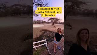 5 Reasons to Visit Etosha National Park in Namibia [upl. by Eolcin]