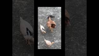 5 Chicks Growth Video Day By Day  Hen Hatched 5 Chicks  Hen Laying Eggs [upl. by Mij357]