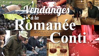 VENDANGES À LA ROMANÉECONTI by LOTEL DU VIN [upl. by Otxilac]