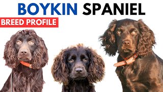 Boykin Spaniel Breed Profile History  Price  Traits  Boykin Spaniel Grooming Needs  Lifespan [upl. by Hegyera222]