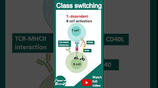 Isotype switching  Class switching  immunology in 1 minute  usmle [upl. by Xylon]