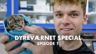 Hvad kan jeg blive Dyreværnet Special Ep 1 [upl. by Amikat]