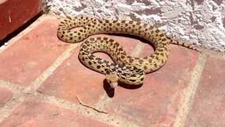 Gopher snake mock rattle turn your sound up [upl. by Harpp]