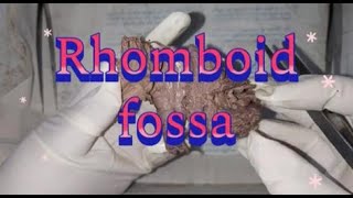 Rhomboid fossa drchitrashumananatomy [upl. by Ynnelg222]