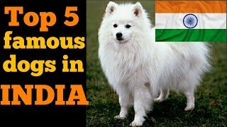 Top 5 famous dogs in India  Indian dog breed [upl. by Yanad261]