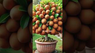 Grafting techniques Sapodilla with Aloe Vera fruit gardening [upl. by Maya]