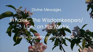 Divine Messages Whales  The Wisdomkeepers  Light on the Matrix [upl. by Ynahpets]