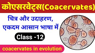 कोएसरवेट्स क्या है  coacervates class 12  evolution class 12 biology  coacervate biology class 12 [upl. by Akir925]