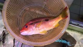 Lutjanus vitta 畫眉笛鯛 赤筆 縱帶笛鯛 Brownstripe red snapper [upl. by Murdocca369]