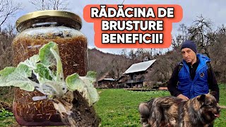 AM SĂPAT RADACINĂ DE BRUSTURE BURUIANA CARE VINDECA ORICE BOALĂ  RETETĂ CU MIERE [upl. by Ardnuahsal]