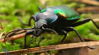 Красотел пахучий Calosoma sycophanta [upl. by Fidelis]