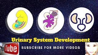 Special embryology  Urogenital system  2 Urinary bladder [upl. by Adile586]