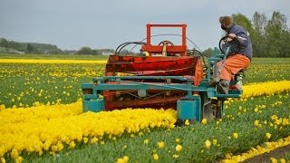 Tulpen koppen  Topping tulips in Holland [upl. by Dira]