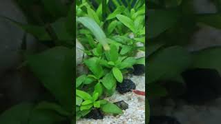 Hygrophila polysperma  Thick Growth  Aquarium Plants  0 Algae  No CO2  Low Light [upl. by Yhtomiht]