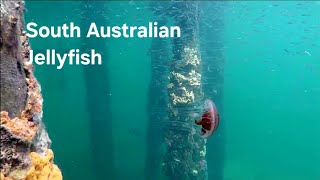 Stinging Jellyfish of South Australia  Adelaide Freedive Tribe [upl. by Grove826]