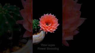 Natures Miracle Cactus Flower Timelapse flowers nature shots [upl. by Fennie]