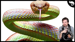 The COMPLETE Phylogeny of Snakes [upl. by Kain]