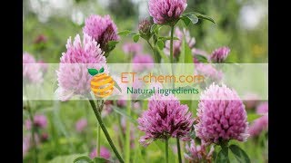 Red Clover extractsTrifolium pratense extractsRed clover herb dry extractsbenefits [upl. by Adnilrem]