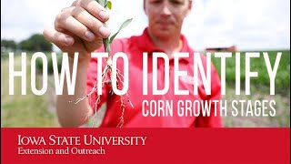 How to IDENTIFY CORN GROWTH STAGES [upl. by Prisca]