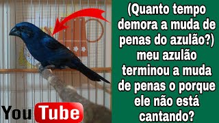 Azulão Terminou a Muda de Penas o Porque o Azulão Não está CantandoQuanto Tempo Demora a Muda [upl. by Ramhaj]