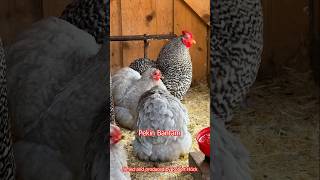 From PEKIN BANTAM to LONGCROWER 🎼🐓 Best roosters of different heritage chicken breeds chickens [upl. by Eiveneg]