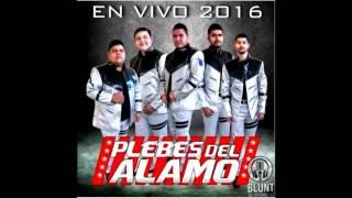 Plebes Del Alamó  Si Te Hago tanto Mal  En vivo 2016 [upl. by Noremmac]