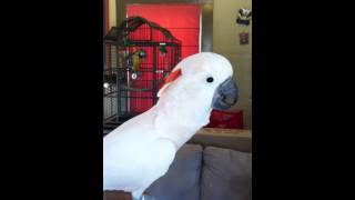 What a 5 Year Old Male Moluccan Cockatoo Sounds Like [upl. by Athenian309]