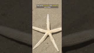 Starfish Dont Have Blood and other fascinating facts shorts starfish facts [upl. by Sabah]