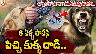 చాక్లెట్ కోసం బయటకు వచ్చినందుకు Dog Attack On 6 Years Girl  Latest Telugu News sumantvlive [upl. by Haslam398]