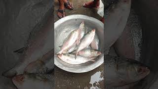 এগুলো মাত্র ১৮০০ টাকা কেজি ইলিশ মাছ fish fishing short shorts [upl. by Phebe651]