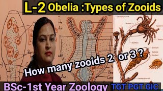 Obelia Types of Zooids in Obelia colonyPolyps amp BlastostylesHow many Zooids in Obelia 2 or 3 [upl. by Lednyc]