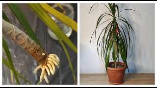 How to grow Dracaena plants from cuttings [upl. by Henigman373]