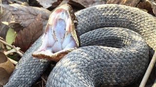 COTTONMOUTH or WATER SNAKE test [upl. by Farrica613]