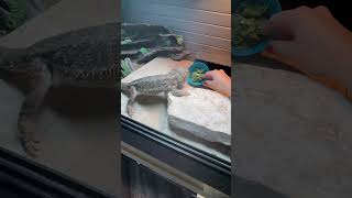 Feeding collard greens arugula and some cilantro Hornworm video to follow beardeddragon pets [upl. by Anita]