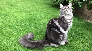 Titus the Maine Coon chattering at birds [upl. by Leirua]