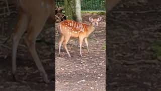 Sitatunga vidéo Sandrine [upl. by Daniell]