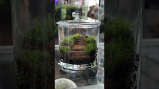 Making tiny worlds everevolvingexotics reptileshop tucson jarrarium terrarium moss ecoart [upl. by Oznecniv8]