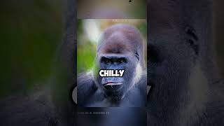 Amazing Facts About Mountain Gorillas [upl. by Chemush]