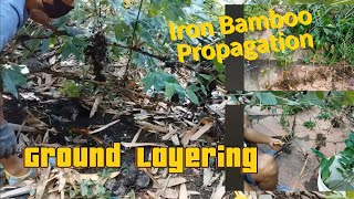 Iron bamboo propagation I Ground Layering Method [upl. by Korney]