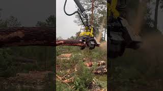 “Professional masteryIncredible forestry machine handling harvester forest viralvideo johndeere [upl. by Esertal]