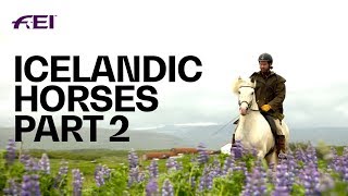 The Uniqueness of Icelandic Horses  PART 2 Horse Tourism in Iceland  Equestrian World [upl. by Wooldridge]