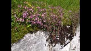 quotSchönste Alpenblumen in einer SteinmauerquotBilder von Karin und Wolfgang Schmökel [upl. by Barabas59]