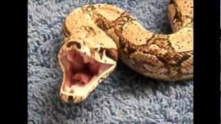 My Red Tail Boa hissing [upl. by Ahsela]