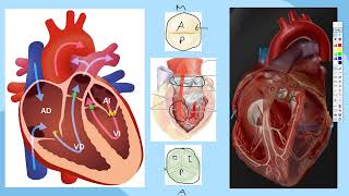 Flujo a Través de las Válvulas y Valvas del corazón SEGÚN MOORE [upl. by Ecirtemed619]