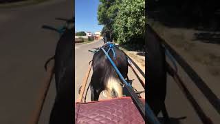 Cavalo argentinoAmerican trotter pampa de preto a venda [upl. by Greenstein80]